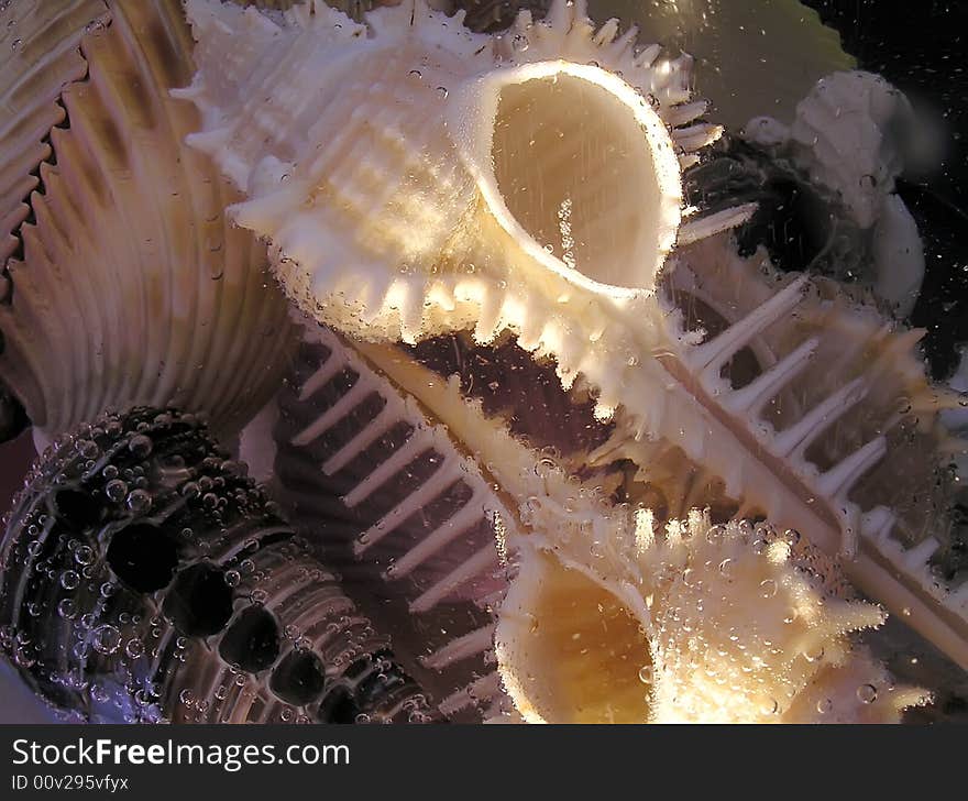 Sea Cockleshell Under Water.