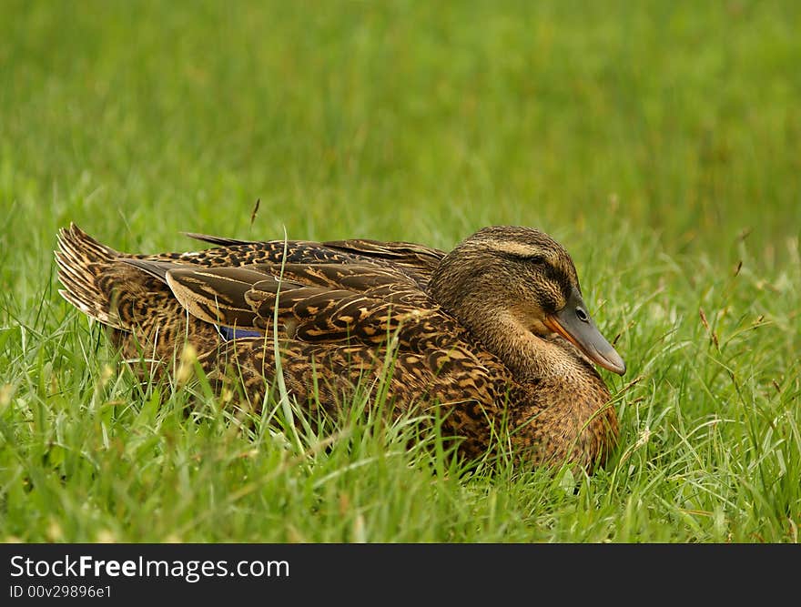 Clos up shot of wild female duck in green grass