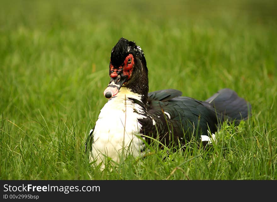 Big  duck is sitting in the green grass