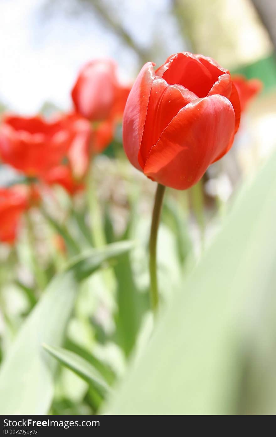 Beautiful red tulip