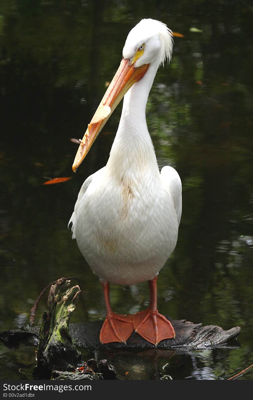 Looking and relaxing white pelican just hanging out