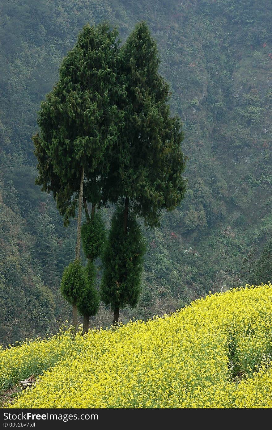 Tree and flower