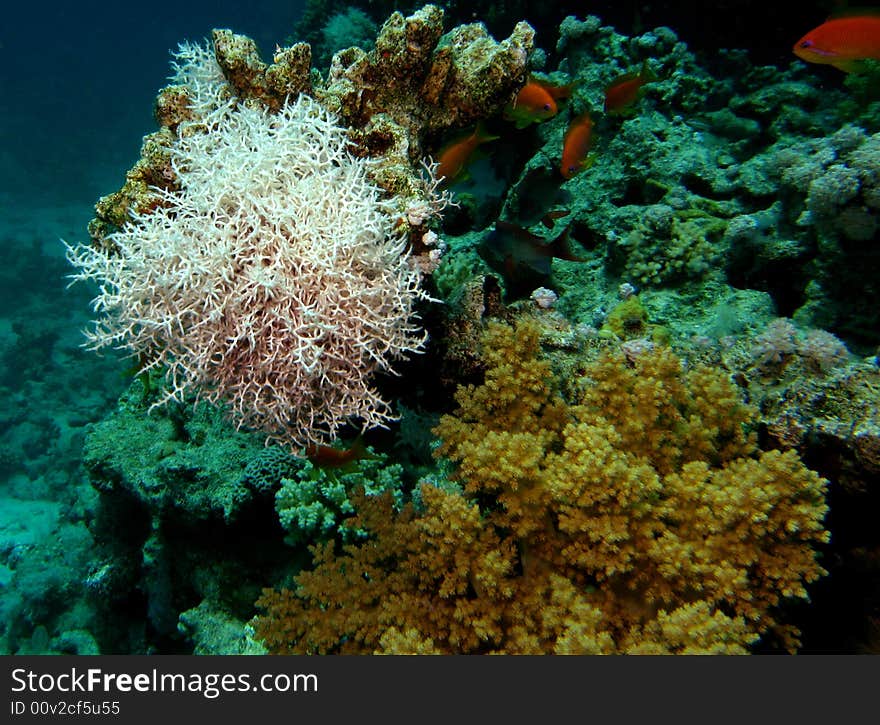 Reef scene with coral and fish