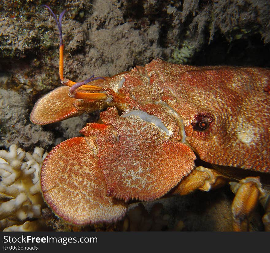 Slipper lobster head macro