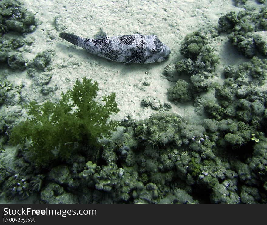 Starry puffer fish resting on sea bed