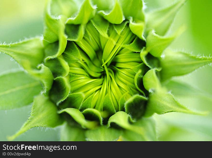 Close-up of a being-about-to bloom sunflower. Close-up of a being-about-to bloom sunflower