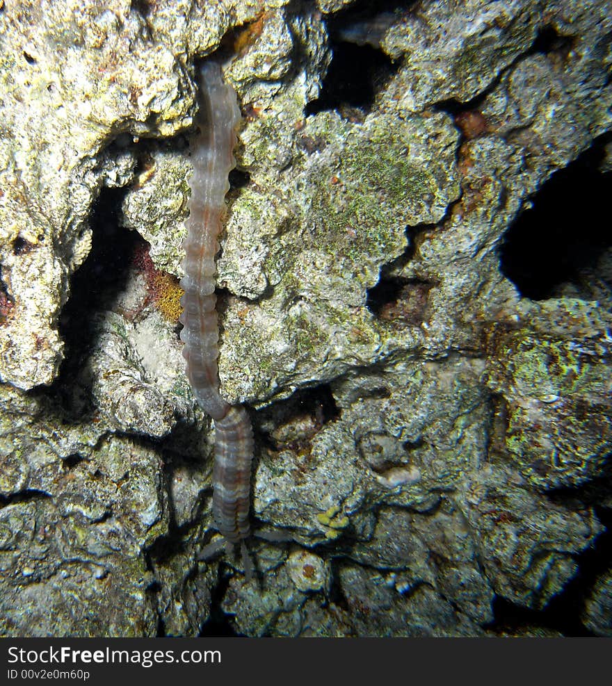 Unidentified snake eel