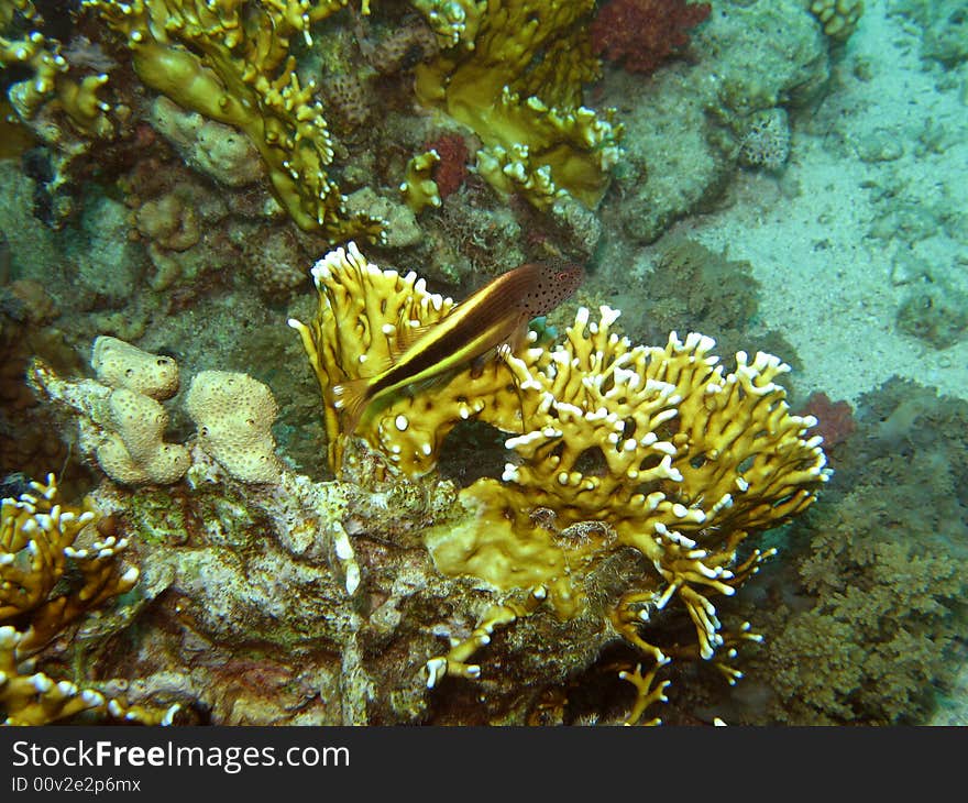 Freckled Hawkfish Resting