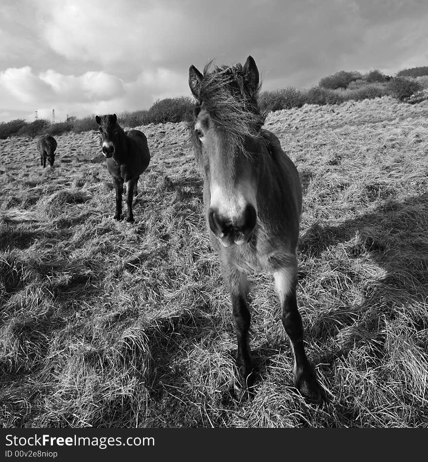 Horses