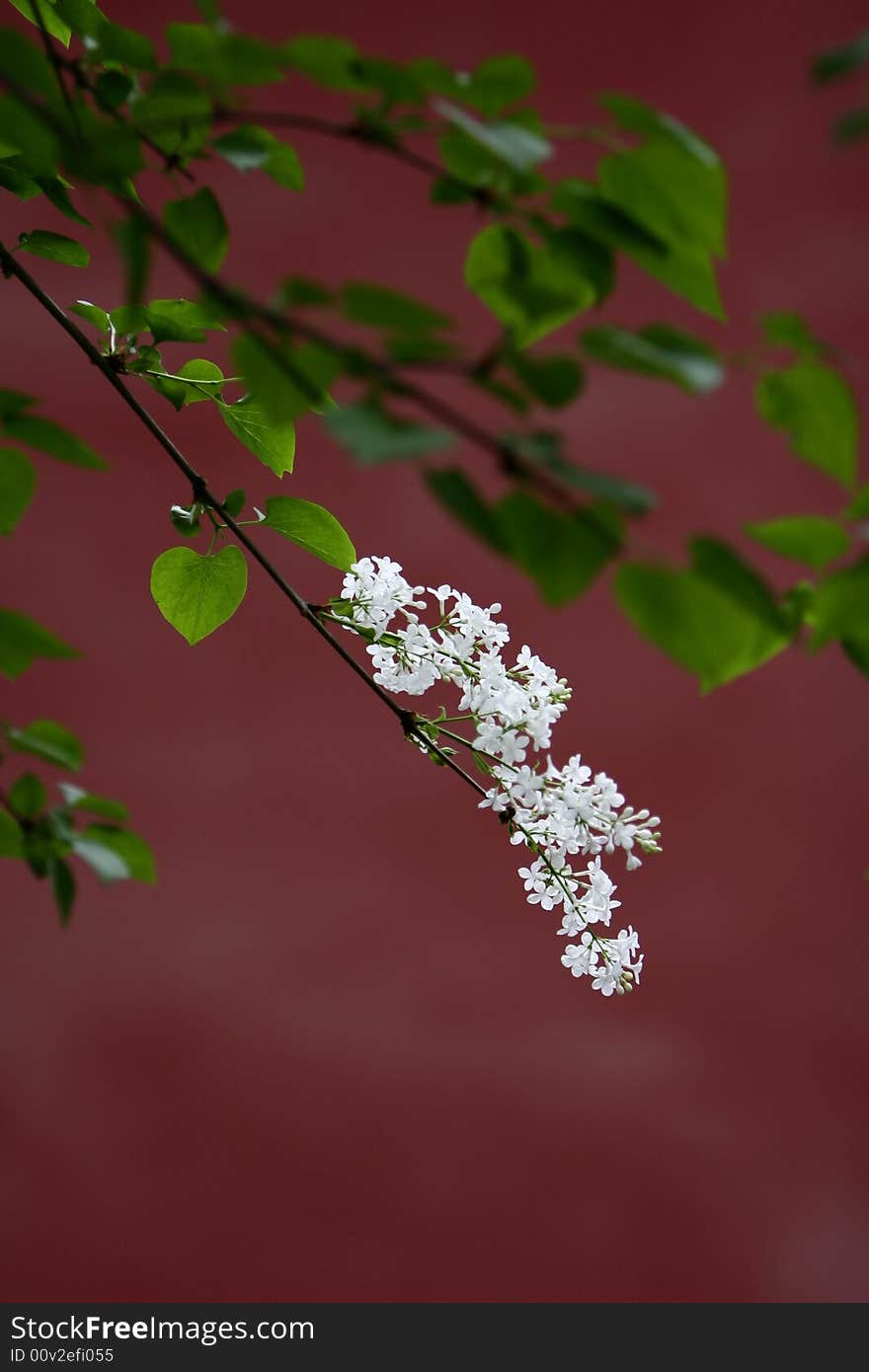 Lilac is a tree or large bush that has large purple or white flowers in spring.