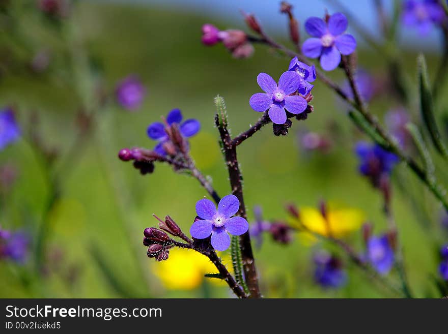 Variety of paints of spring flowers. Variety of paints of spring flowers