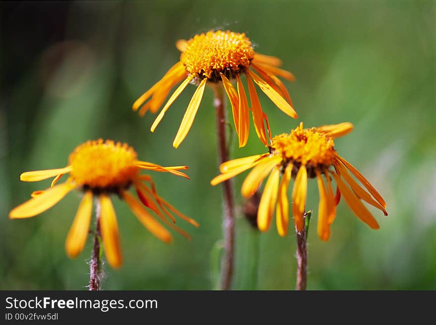 Three orange daisies with green background