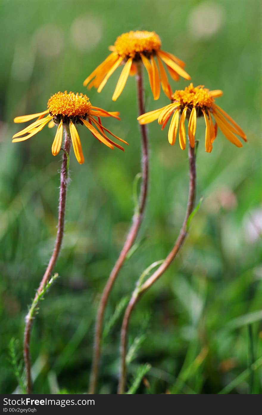 Three orange daisies with green background