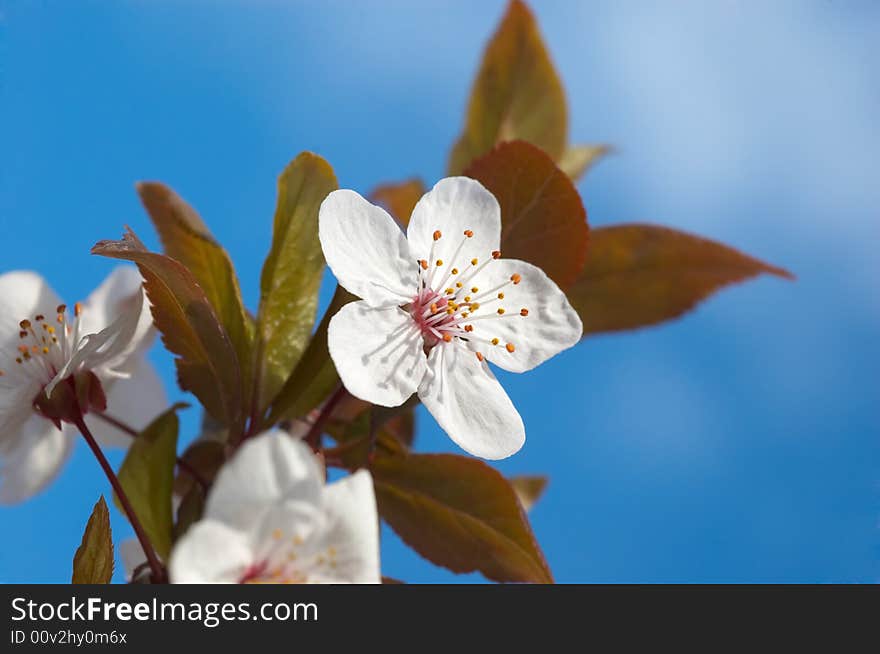 Spring tree flowers