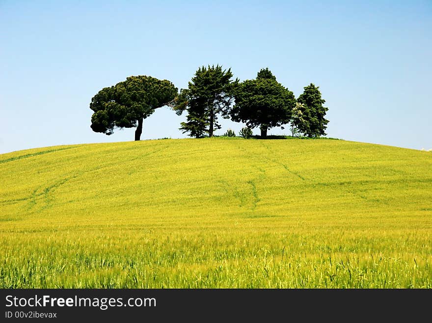 A picture of beautiful fields in the italy. A picture of beautiful fields in the italy