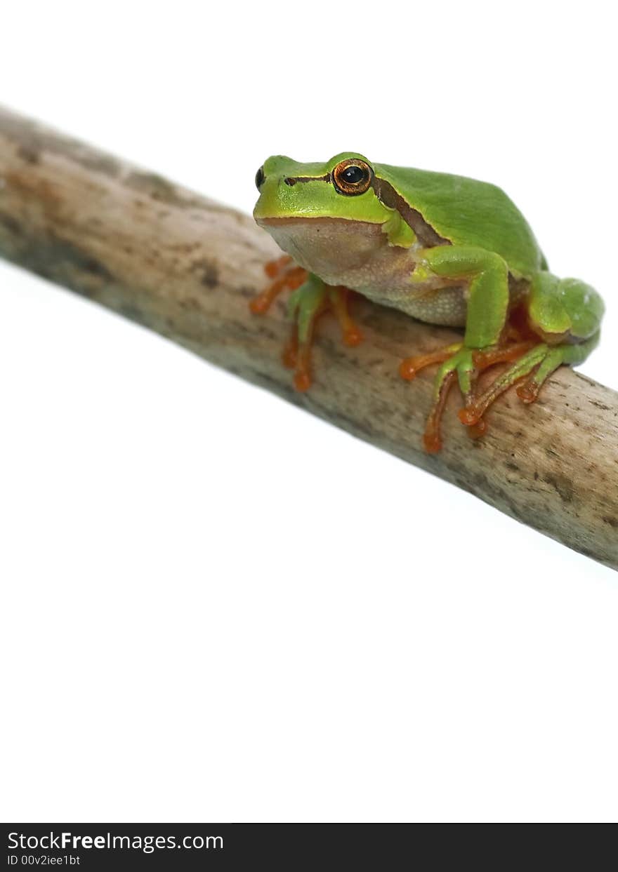 Green frog - tree toad sitting on the branch over white background. Green frog - tree toad sitting on the branch over white background