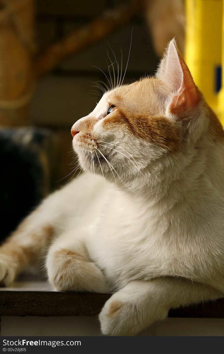 In the afternoon, A window watching the kitten. In the afternoon, A window watching the kitten.