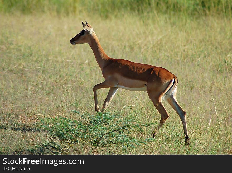 A young female Impala walking in the bush. A young female Impala walking in the bush