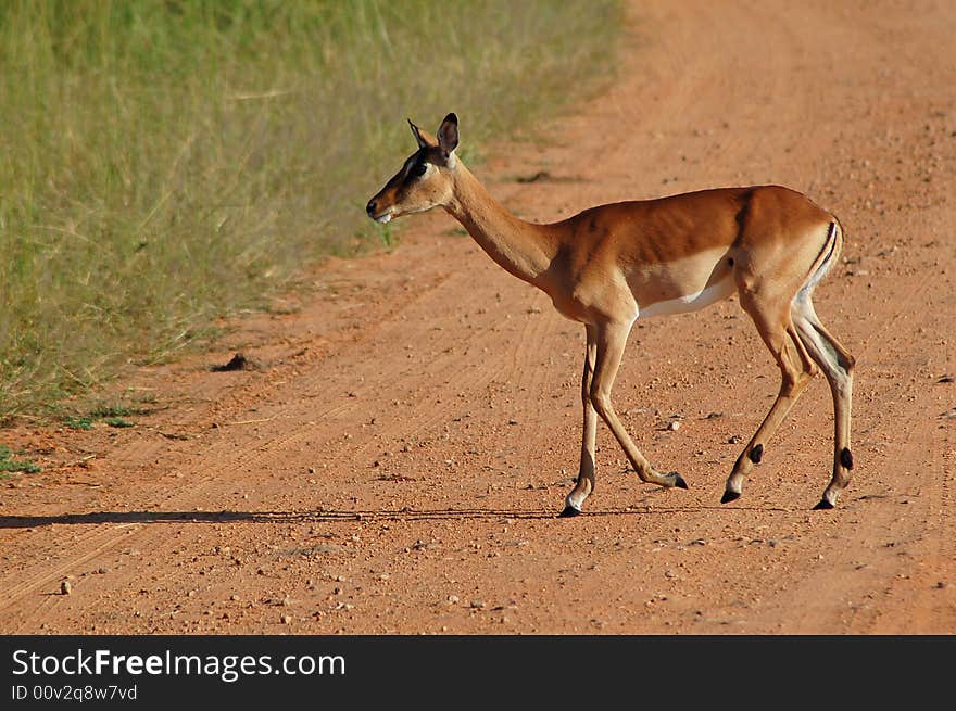 A young female Impala antelope walking across the road