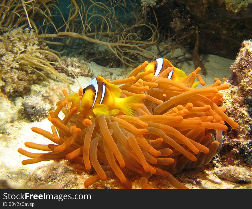 Anemonefish