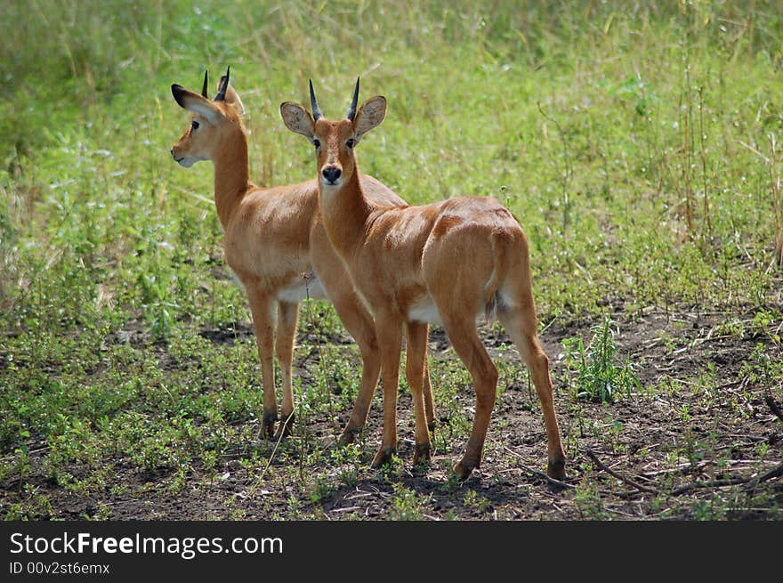 Two young puku's alert in the bush. Two young puku's alert in the bush