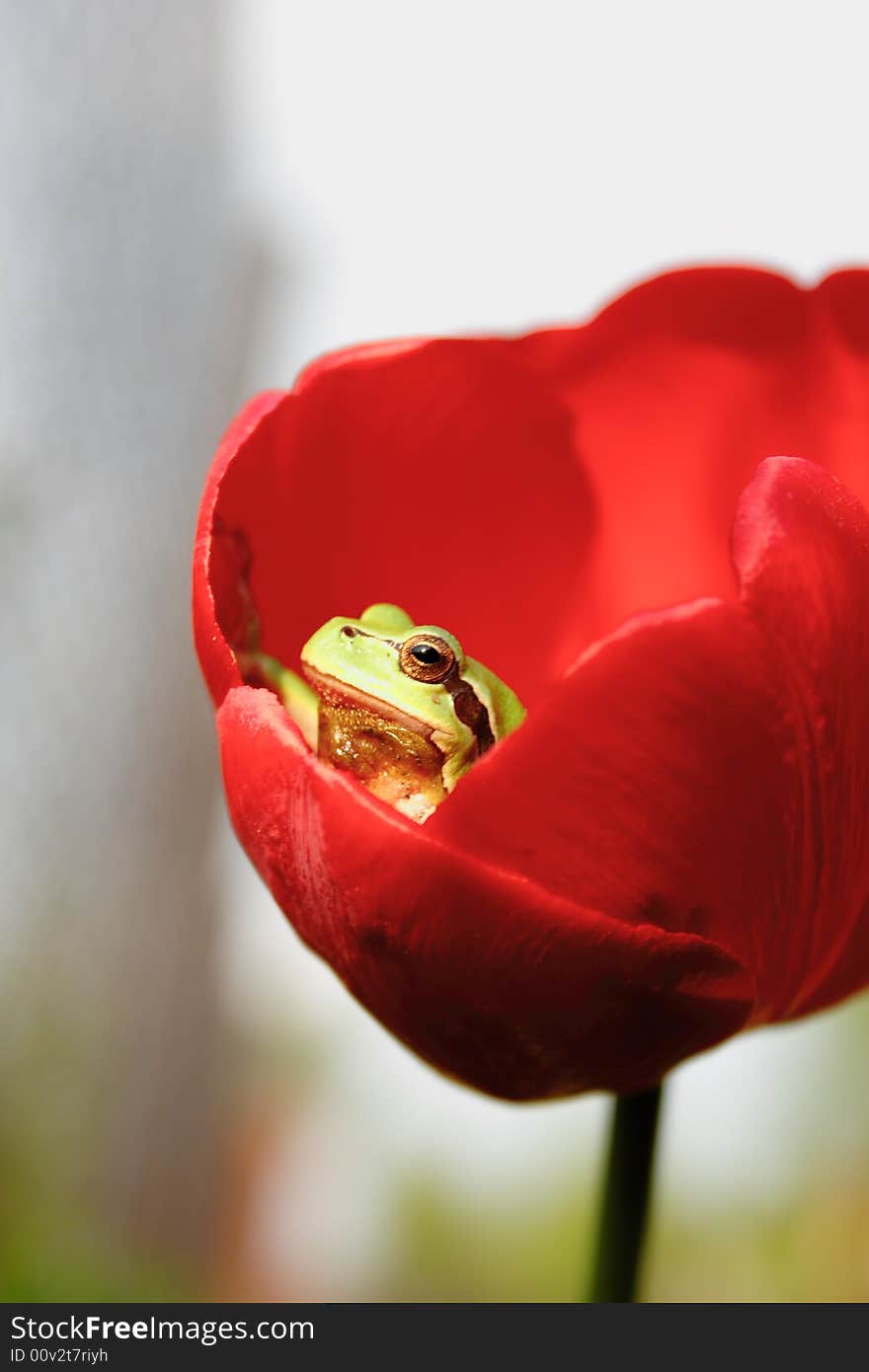 Green frog in  red tulip