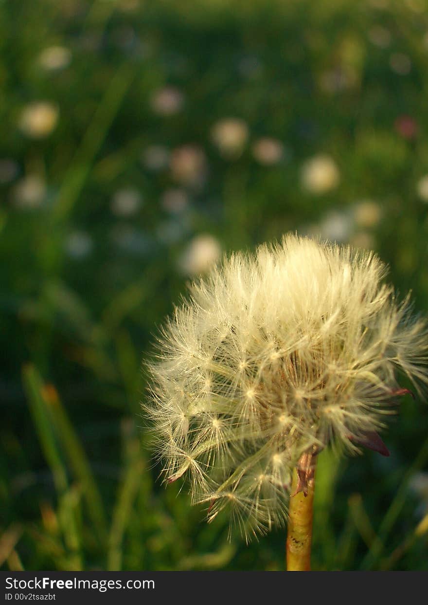 Dandelion in the wind