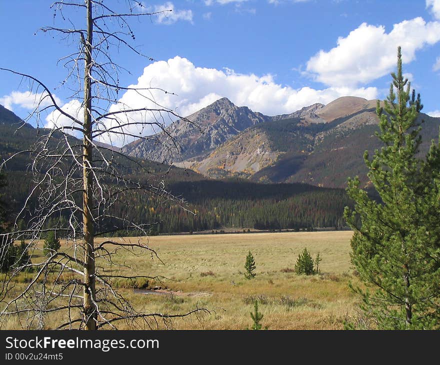 Majestic mountain peak above the flat plains in late summer. Green pines, purple shadows on the distant peak contrast with the late summer grass and ancient tree defiantly still standing. Majestic mountain peak above the flat plains in late summer. Green pines, purple shadows on the distant peak contrast with the late summer grass and ancient tree defiantly still standing.