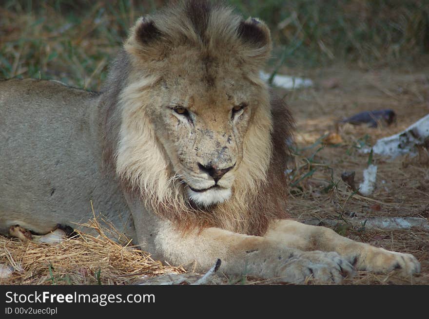 An old male lion resting amongst bones