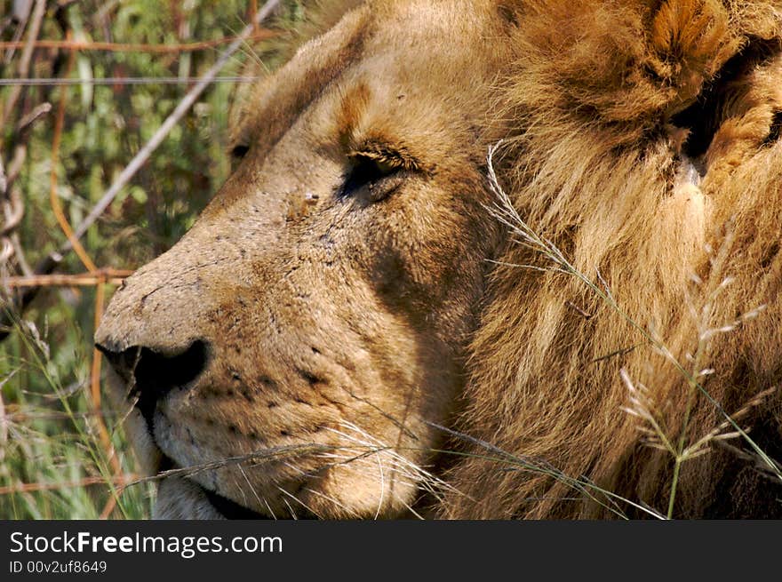 A male african lion. Lion Park South Africa. A male african lion. Lion Park South Africa