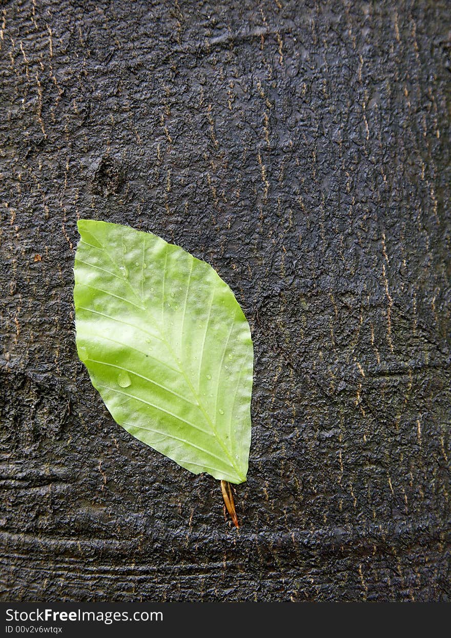 Green Leaf on a wet bark