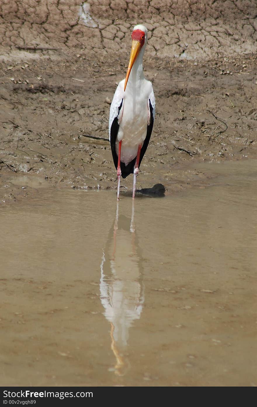 A yellow billed stork waiting patiently for a meal