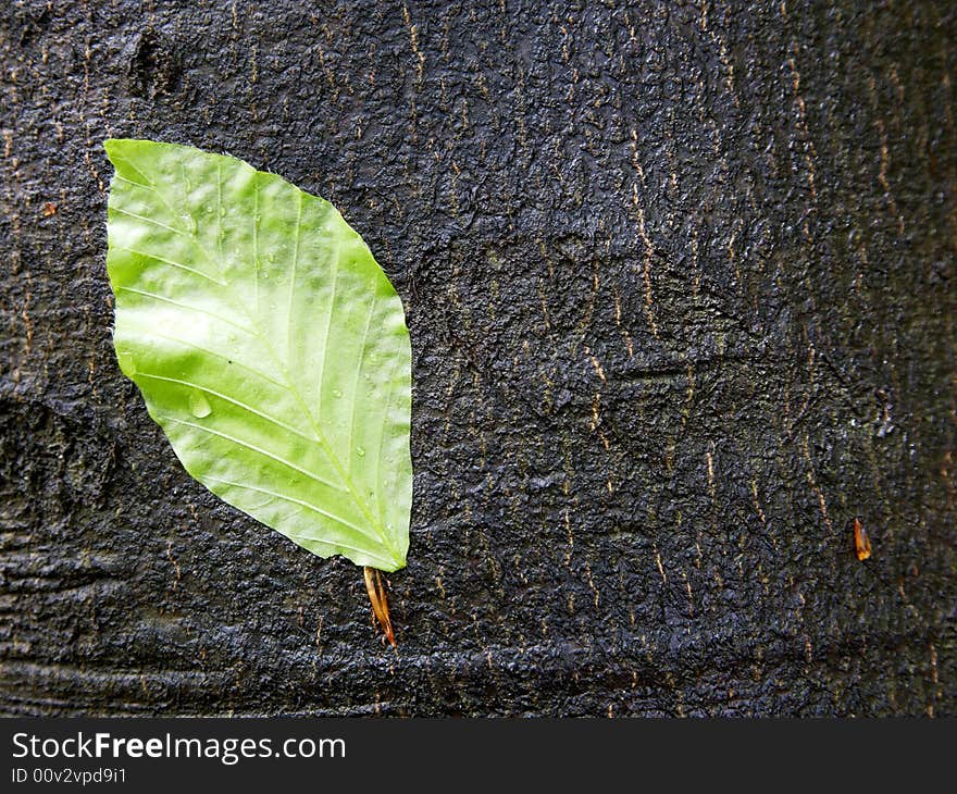 Green Leaf On A Wet Bark