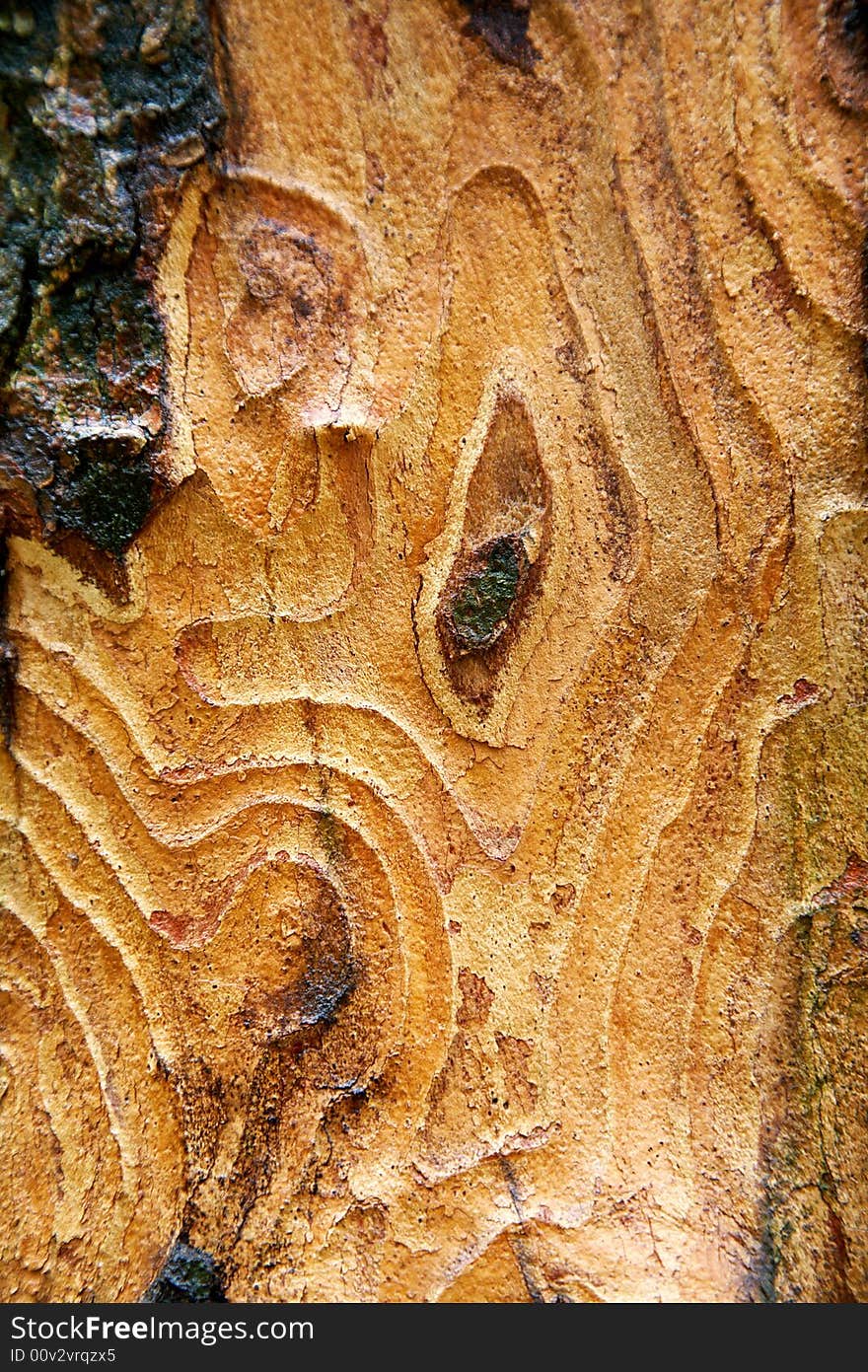 Bark Texture