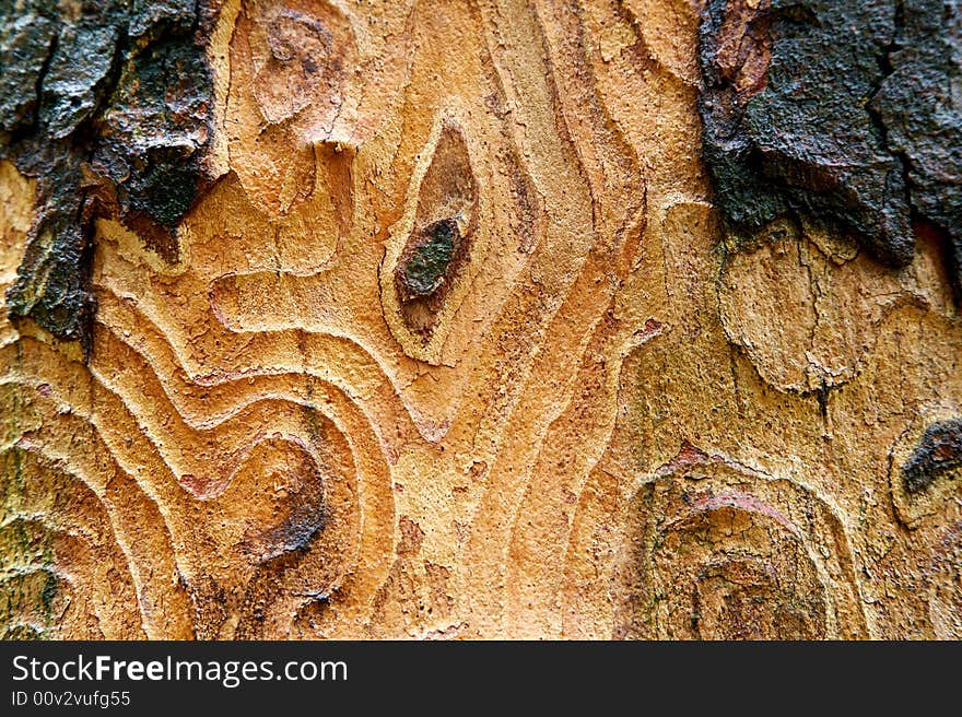 Bark texture useful as background