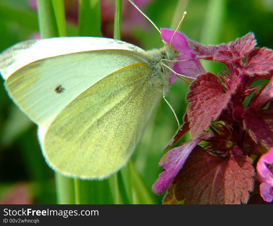 White Butterfly