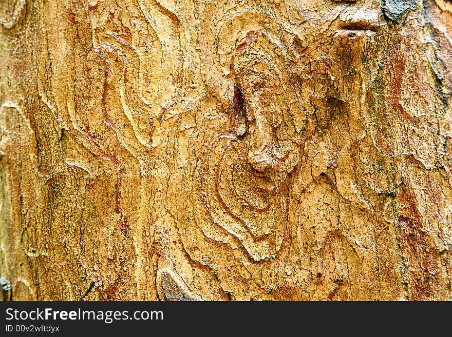 Bark texture