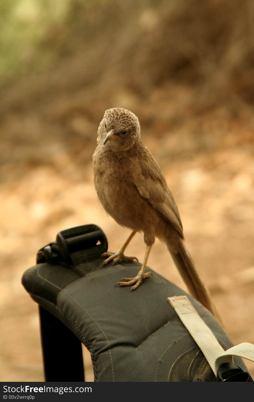 Palestine Babbler On A Bag