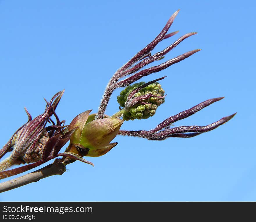 Spring bud