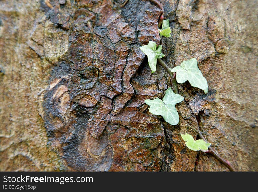 Green ivy growing on a dark bark. Green ivy growing on a dark bark