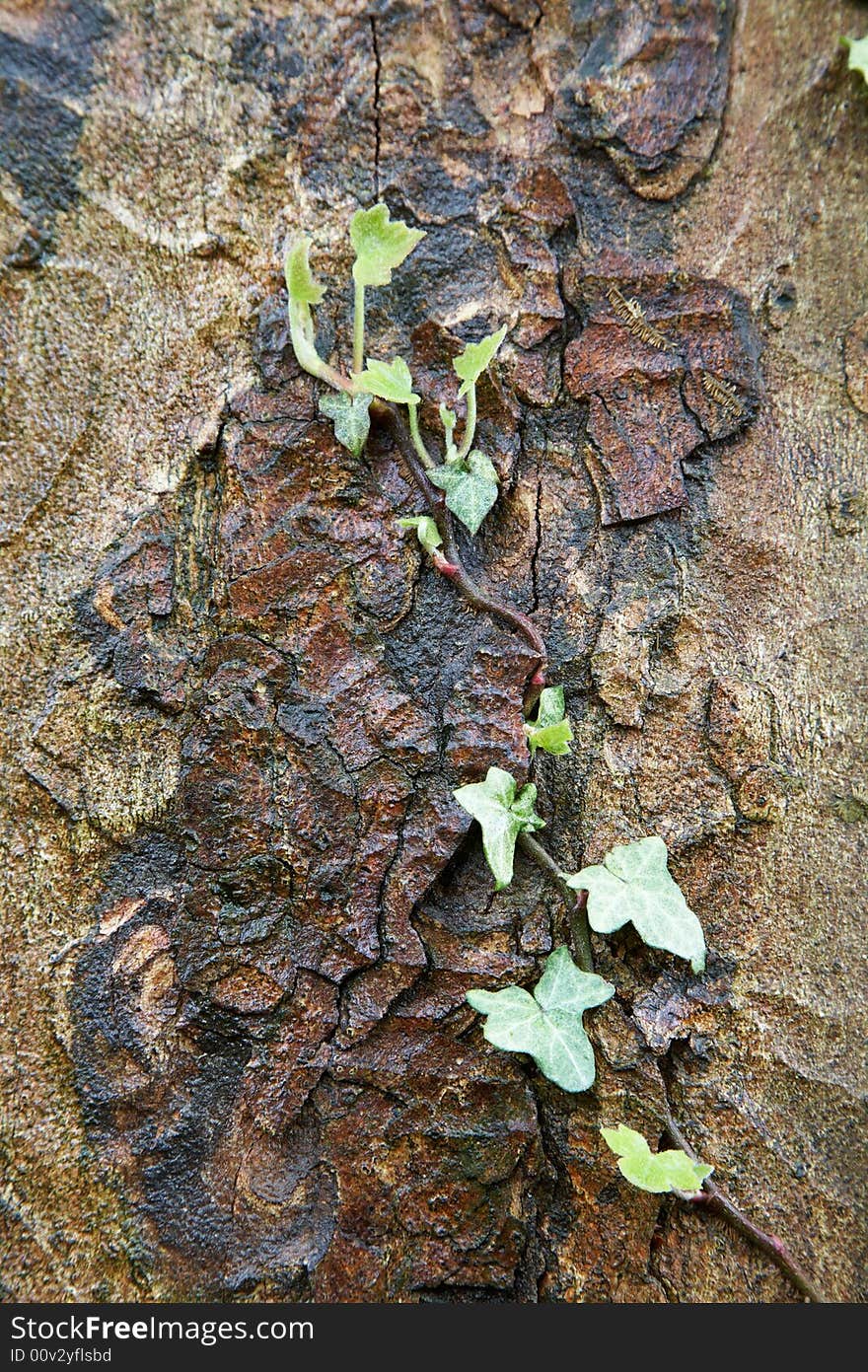 Green ivy growing on a dark bark. Green ivy growing on a dark bark