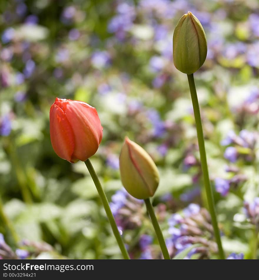 Three closed red tulips in a garden. Three closed red tulips in a garden