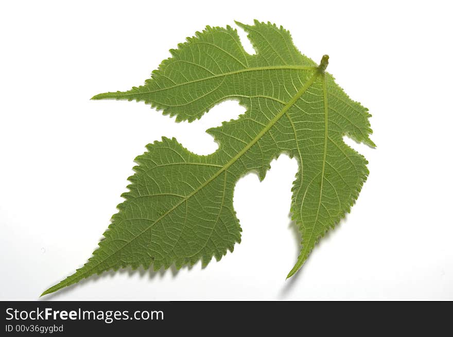 Green leaf On white,The back of the leaf