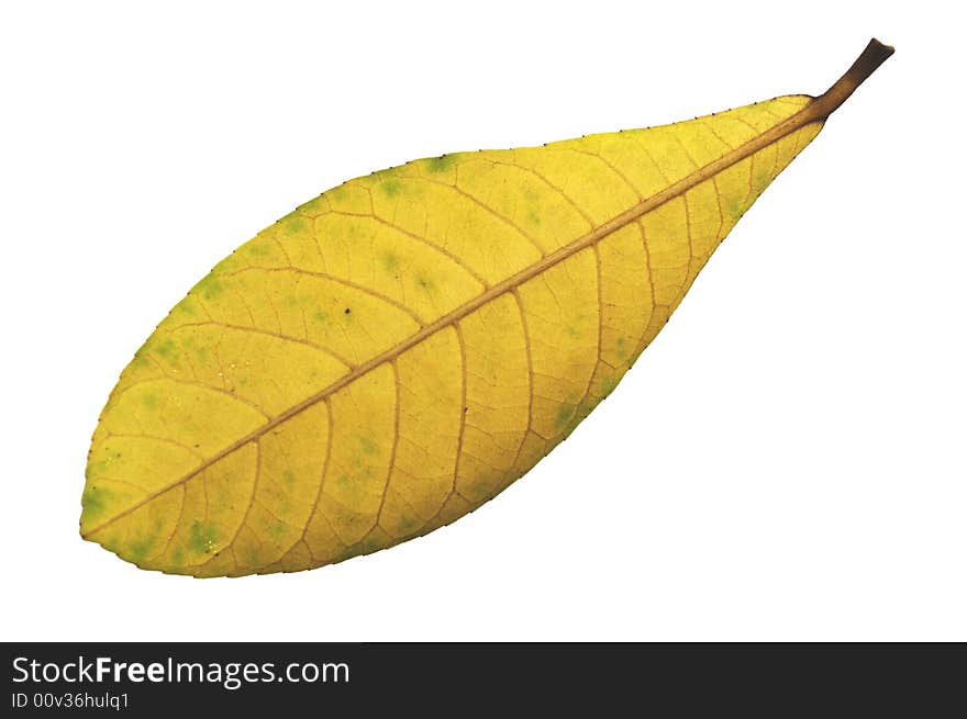 Yellow leaf On white,The front of the Elaeocarpus leaf.