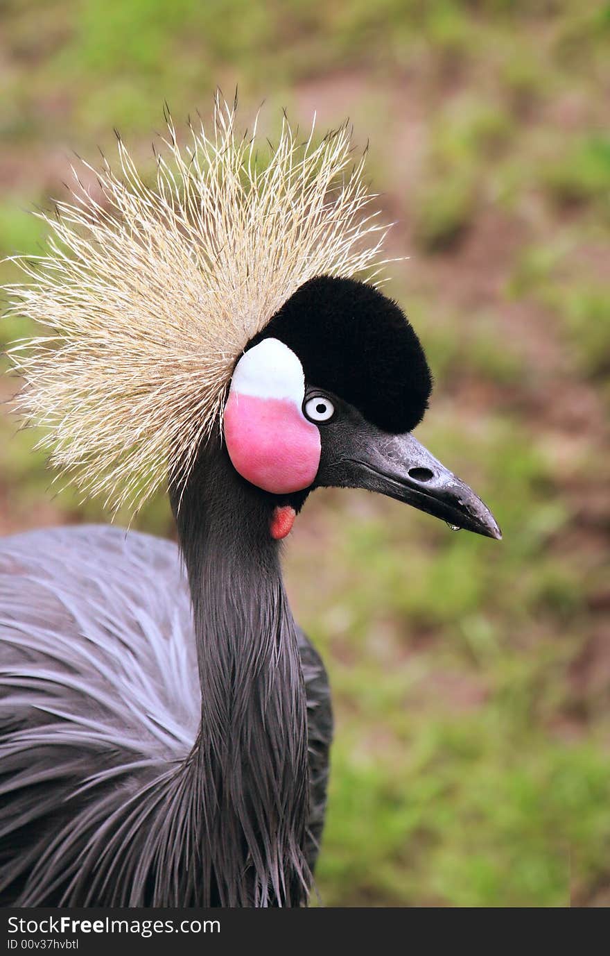 African Crowned Crane