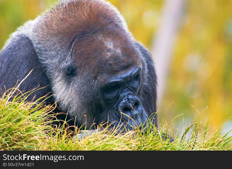 A close up of Silverback Gorilla