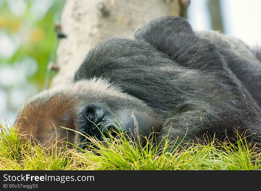 A close up of Silverback Gorilla