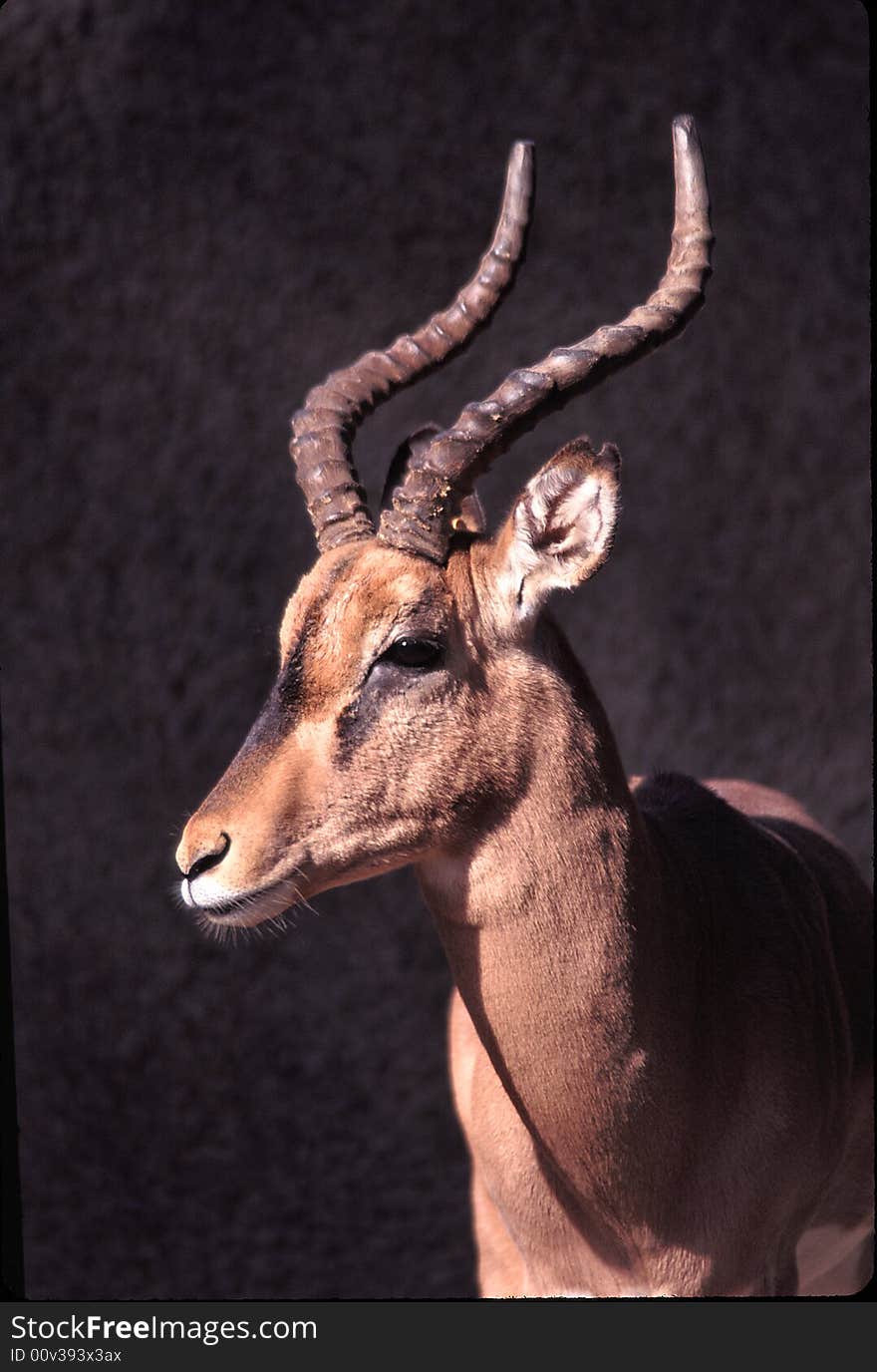 A portrait of a Black-faced Impala with a dark background.