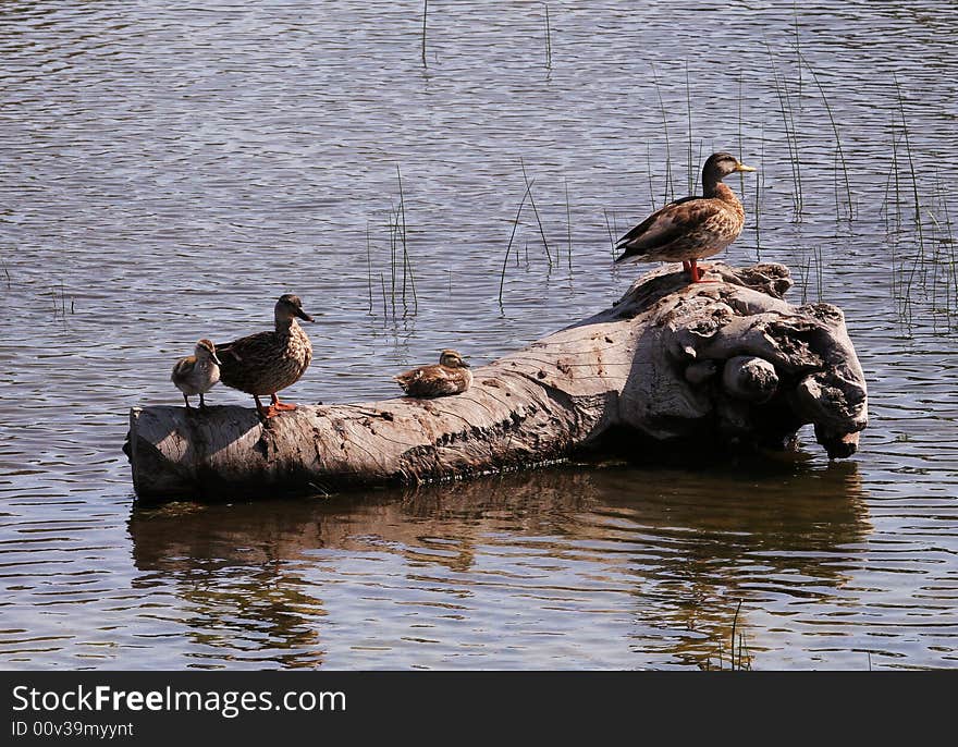 Several ducks resting on a floating log. Several ducks resting on a floating log.