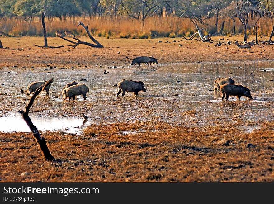 India, Ranthambore: Deers